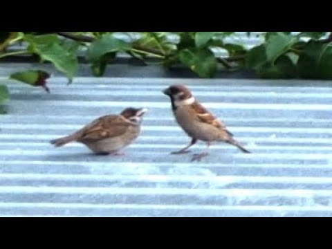 Видео: Воробушки