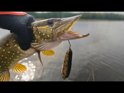 Видео: ЛОВЛЯ ЩУКИ НА ДЖЕРКИ.СЕНТЯБРЬ 2025.озеро LAHEPERA.