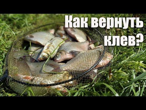 Видео: Что делать, если клев прекратился? Рыбалка  на фидер на реке Быстрая Сосна 2025