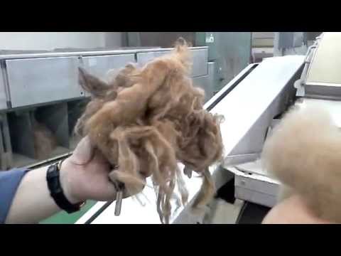 Видео: Вычесывание мытой 100% верблюжьей шерсти в Монголии