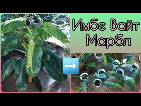 Видео: Был ОДИН, стало СЕМЬ🍀Филодендрон Имбе Вайт Марбл или Jose Buono🌸Размножаю впервые🍀Грунт🌸Полив🍀