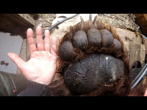 Видео: ОХОТА НА МЕДВЕДЯ С ПОДХОДА В КАРЕЛИИ БЕЗ СОБАК! ПО СЛЕДАМ МЕДВЕДЯ-ТРАКТОРА!!! (часть 1)