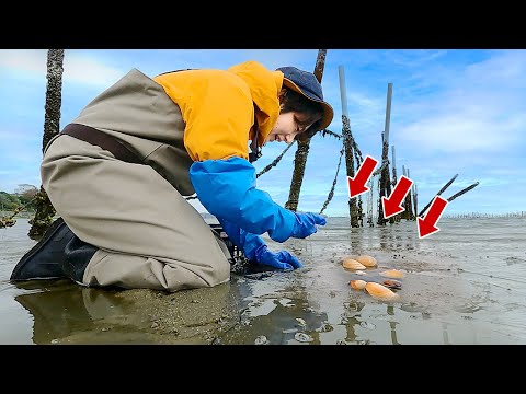 Видео: Соберите большое количество hamaguri и приготовьте лучший рамен