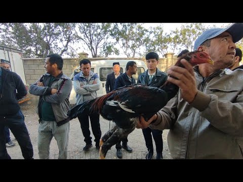 Видео: МАНА У́ША ТУ́РАКУ́РГОНЛИК ЕСКИ ПАРВОЗЛАР ЕСИН СЕШАНБА БОЗОРИ ДАКАНЛАРНИ ЗУ́РЛАРИ ЧИКДИ КУРИНГЛАР 