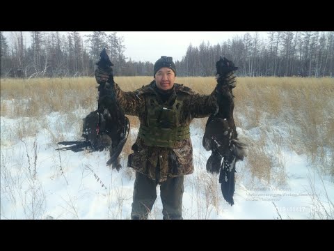 Видео: Удачная охота на боровую / Якутия