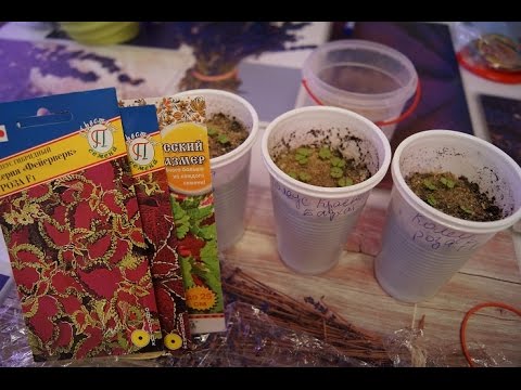 Видео: СЕЕМ КОЛЕУС  ЧАСТЬ,1