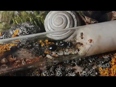 Видео: Жнецы — муравьи новичка. Messor sf. muticus