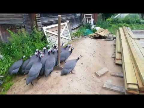 Видео: Цесарки сбежали. Делаем вольер.