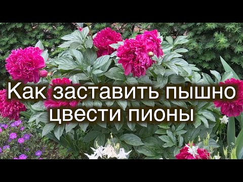 Видео: Как заставить кусты пионов обильно цвести
