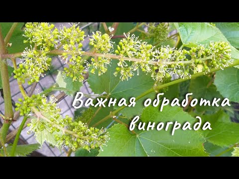 Видео: Комплексная бработка винограда перед цветением.