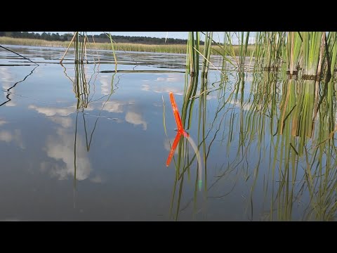 Видео: УПЕР ПОПЛАВОК В КАМЫШ...Рвут крючки и поводки!!! Рыбалка 2023