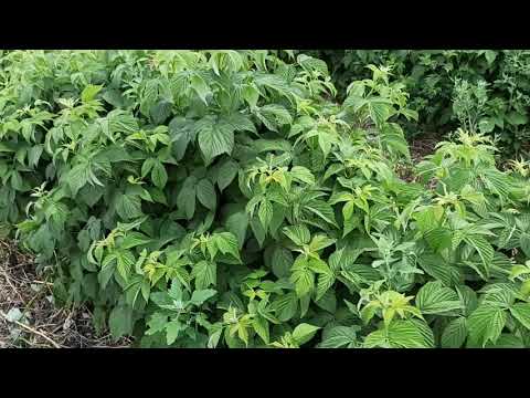 Видео: Промышленное выращивание малины, тонкости и нюансы.