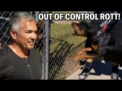 Видео: Лучшие советы и хитрости, как успокоить ротвейлера | Cesar 911, сезон 1, серия 3 — часть 1