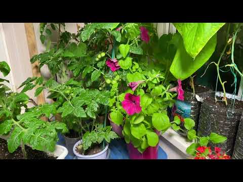 Видео: Вот это новости! Огород на балконе! Скоро увидимся!🍀