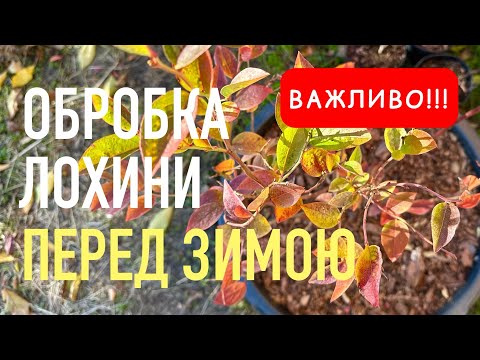 Видео: Як обробити ЛОХИНУ восени | Осіння обробка лохини від хвороб і шкідників | Поради для гарного врожаю