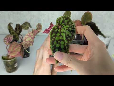 Видео: Всем огромный приветик👋 Первая распаковочка в этом году🥳🥳🥳