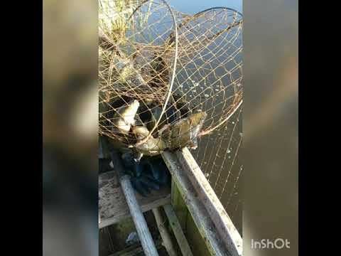 Видео: Рыбалка на вятель 2. Линь, краснопёрка.