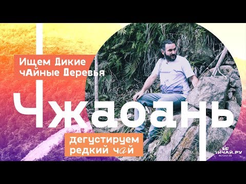 Видео: Чжаоань. Ищем дикие чайные деревья. Дегустируем редкий чай.
