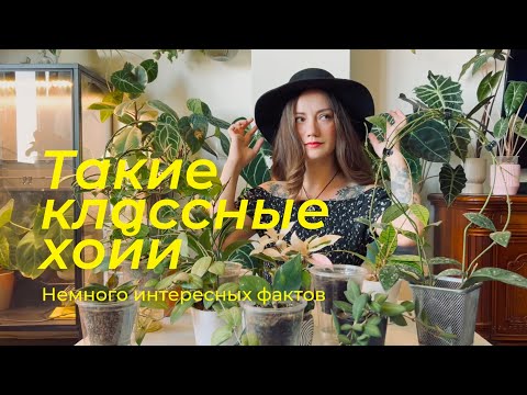 Видео: Немного интересных фактов о хойях