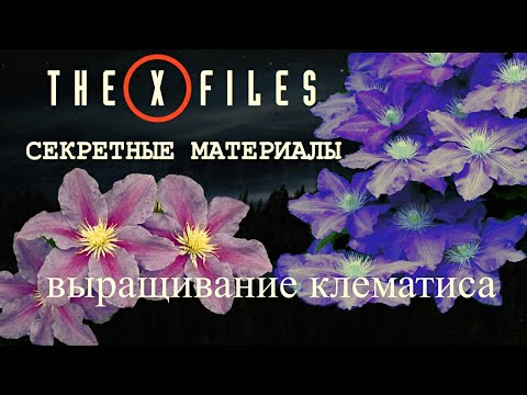 Видео: КАК РАСТЁТ И ЦВЕТЁТ КЛЕМАТИС ВДОЛЬ ЗАБОРА В 2025 ГОДУ.