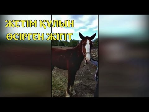 Видео: Жетім Құлын Өсірген Жігіт,  Сиырдың Сүтімен Қалай Өсіргенін Көріңіз.