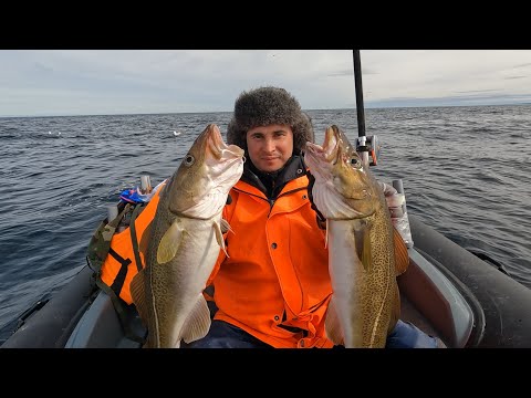 Видео: ЛУЧШАЯ МОРСКАЯ РЫБАЛКА В БАРЕНЦЕВОМ МОРЕ 2023 / THE BEST SEA FISHING IN THE BARENTS SEA 2023