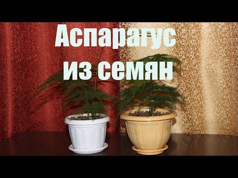 Видео: Аспарагус из семян. [Надежда и Мир]