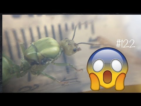 Видео: Это же зеленый муравей !!! Разве такое бывает?