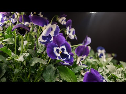 Видео: Виола / Черенкование / Аэропоника / Часть 1