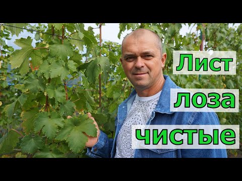 Видео: Виноград .Обработка после снятия ягоды .