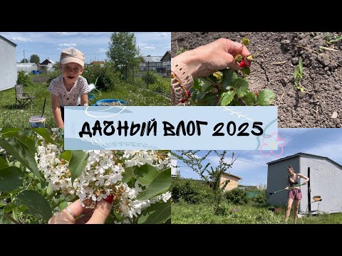 Видео: Дела на ДАЧЕ в этом году / Что сажали? / Шашлыкииии