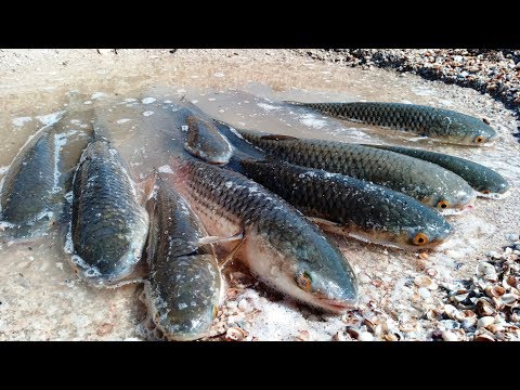 Видео: ПЕЛЕНГАС ИДЁТ!!! Кирилловка 2019