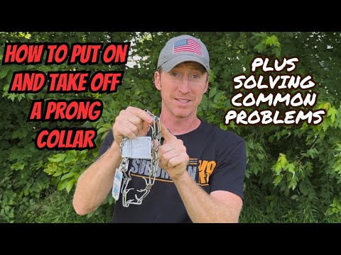 Видео: Как надевать и снимать строгий ошейник Herm Sprenger