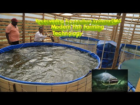 Видео: Современные технологии рыбоводства | Попробуйте это с сомами и прыгните выше #рыбалка #аквариум #...