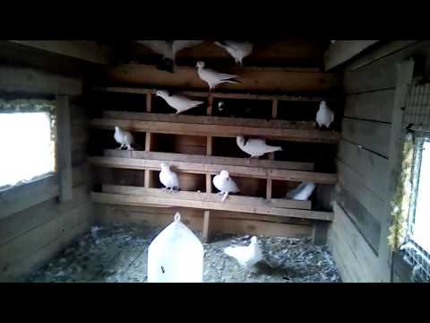 Видео: По широкохвостым. Эксперимент с белыми ч.2