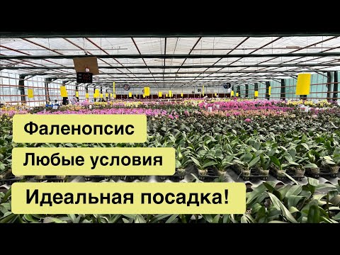 Видео: Посадите орхидею ПРАВИЛЬНО!😈🌸😉