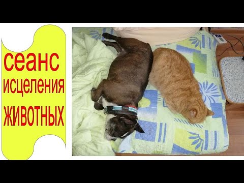 Видео: Чудодейственный сеанс для исцеления любых животных