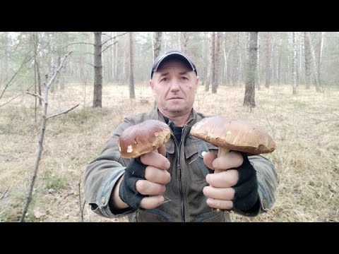 Видео: ПОХІД  ВИХІДНОГО ДНЯ ДО ЛІСУ. 17.11.2024Р. БІЛІ ГРИБИ, ЗЕЛЕНИЦІ, ПІДЗЕЛЕНКИ....