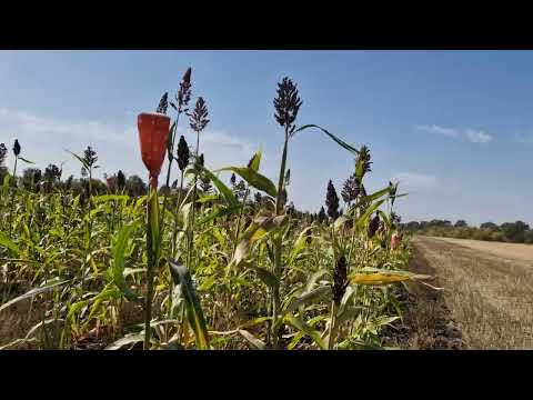 Видео: сорго цукрове суперова культура