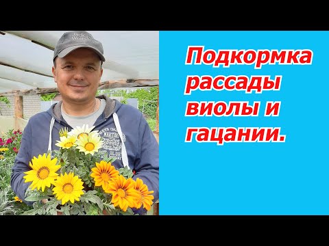 Видео: Пересадка и подкормка на наростание куста рассады виолы и гацании.