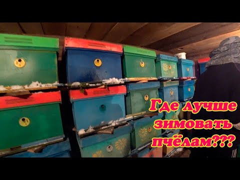 Видео: ЗИМОВКА ПЧЁЛ НА УЛИЦЕ И В ОМШАННИКЕ, ПЛЮСЫ И МИНУСЫ.