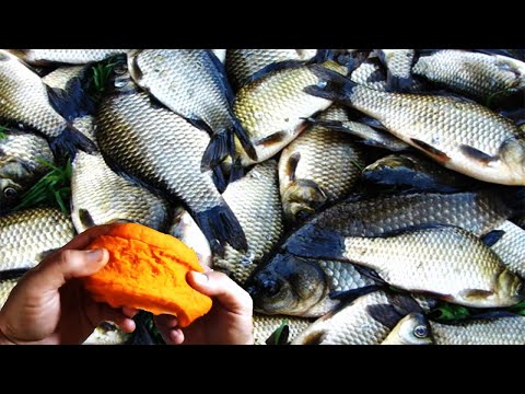 Видео: Осенью вся рыба клюёт на эту насадку по холодной воде.