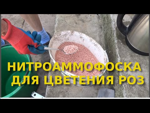 Видео: Профессиональное удобрение за 200 рублей на 300 кустов роз перед цветением.