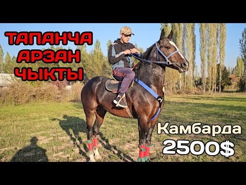 Видео: ТАПАНЧА АРЗАН ЧЫКТЫ Камбарда