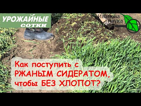 Видео: Что делать с РЖАНЫМ СИДЕРАТОМ?