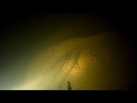 Видео: подводная охота зимой