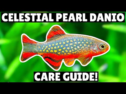 Видео: Руководство по уходу за данио Celestial Pearl! — Удивительная нано-рыбка!