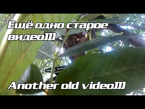 Видео: Очень заросший участок Very overgrown area