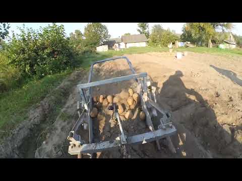 Видео: Копание картошки мотоблоком 2024г. Картофелекопалка транспортёрная и копает отлично.