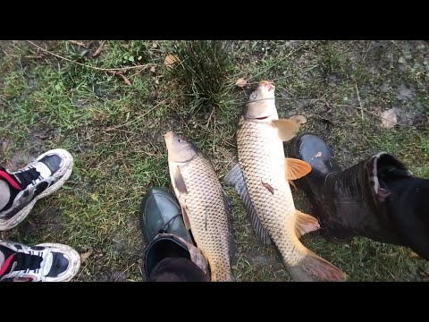 Видео: Рыбалка на коропа клюют какие-то монстры.